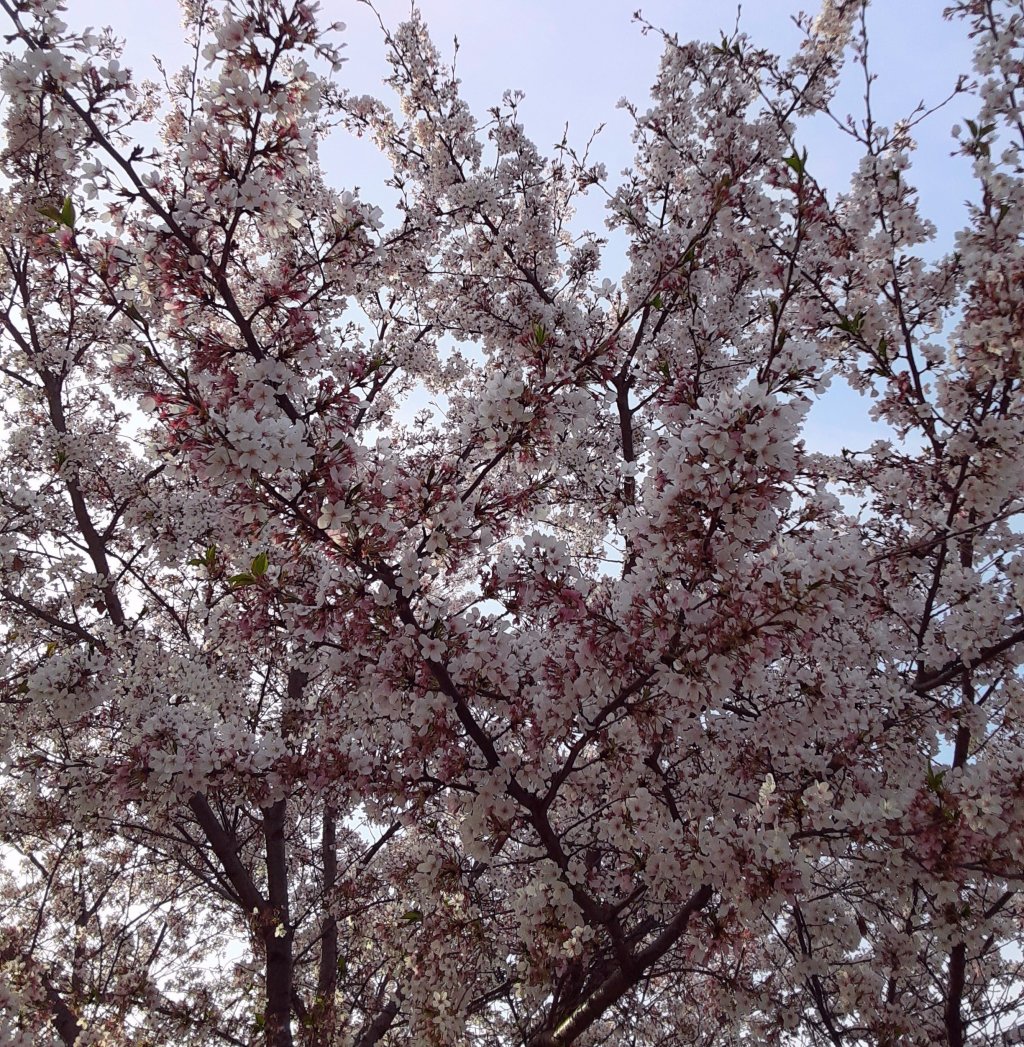 みの字、桜を撮る🌸