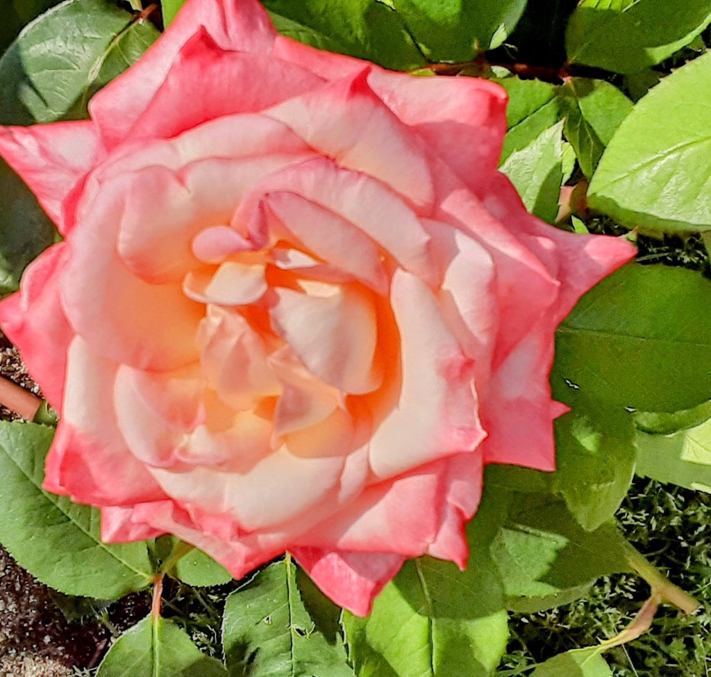 お茶とバラの日々