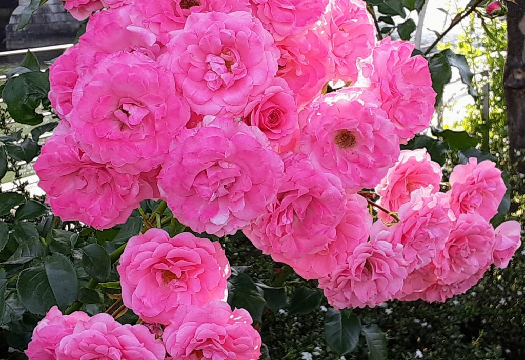 お茶とバラの日々　続編