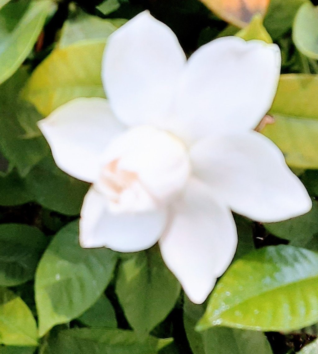 梅雨の谷間の晴れの日に💐