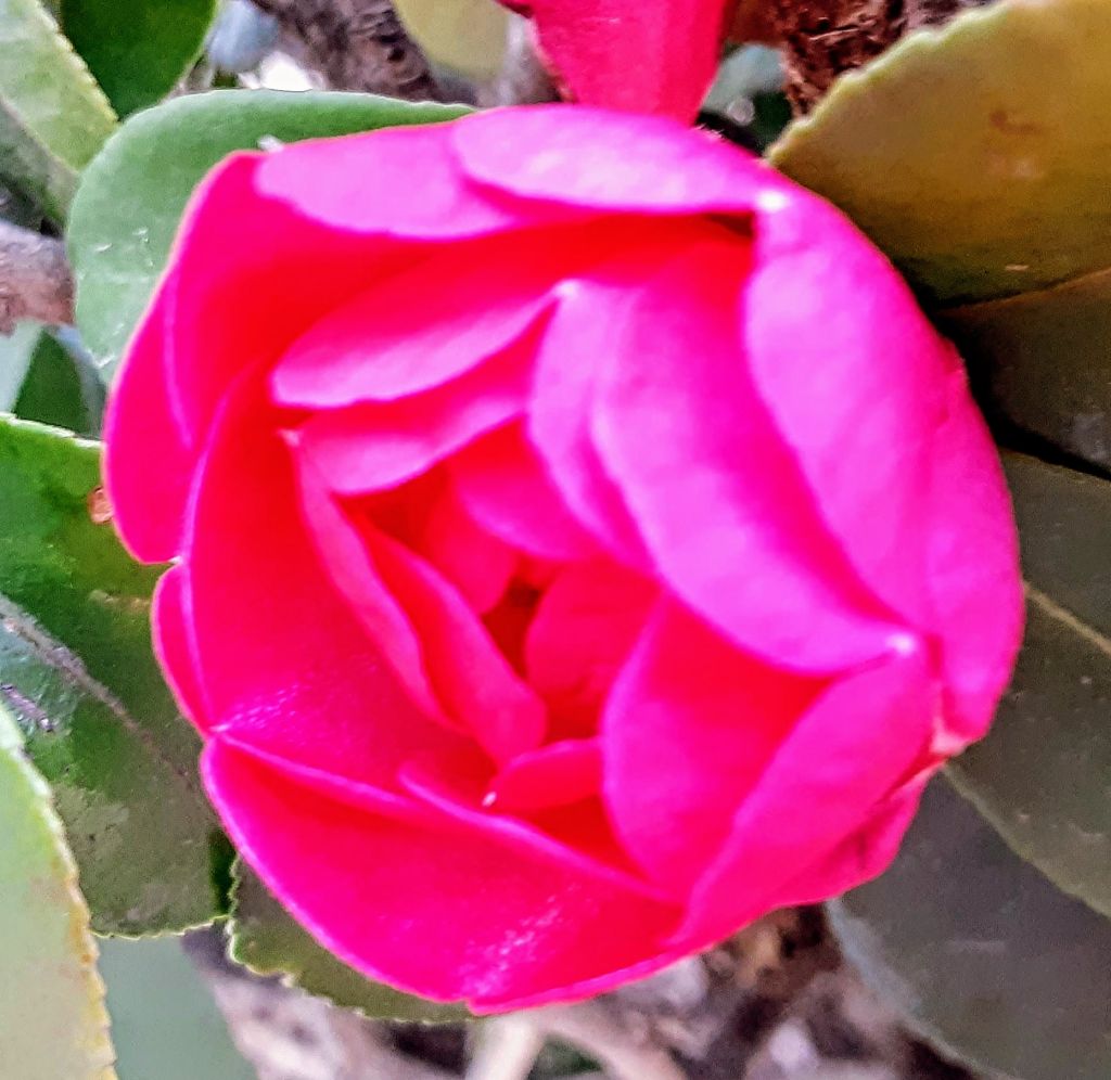 アンティークを考える　